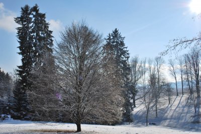 Fagus sylvatica 'Asplenifolia' - buk lesní - zimní habitus (118)